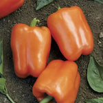 Orange Blaze Pepper Seeds High Germination Garden Seeds heirloom non-gmo seeds