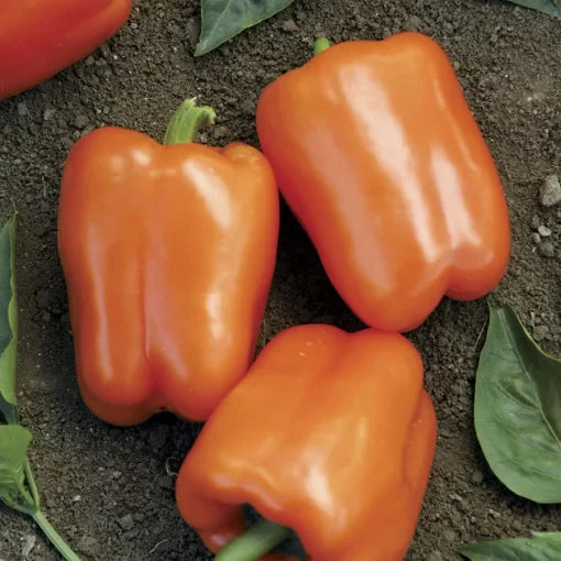 Orange Blaze Pepper Seeds High Germination Garden Seeds heirloom non-gmo seeds
