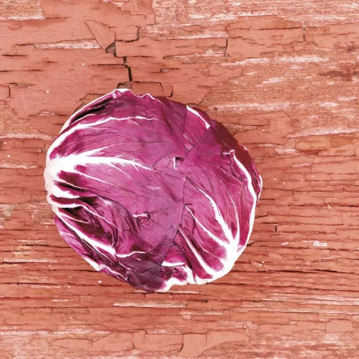 Indigo Radicchio Seeds High Germination Garden Seeds heirloom non-gmo seeds