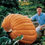 Atlantic Giant Pumpkin Seeds High Germination Garden Seeds heirloom non-gmo seeds
