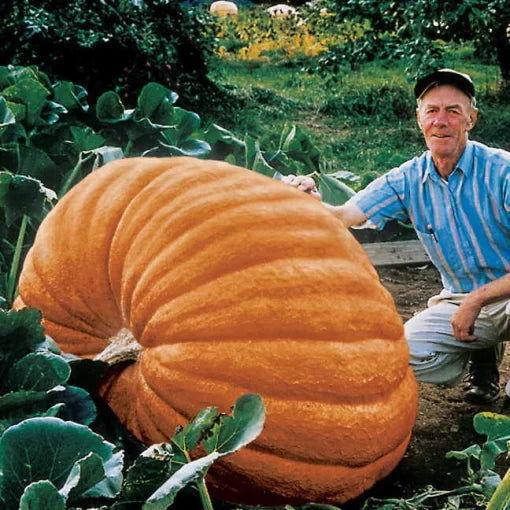 Atlantic Giant Pumpkin Seeds High Germination Garden Seeds heirloom non-gmo seeds
