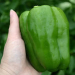 Gemini Pepper Seeds High Germination Garden Seeds heirloom non-gmo seeds