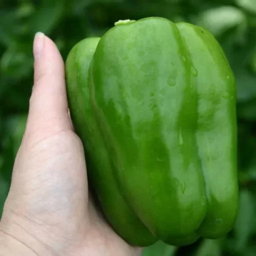 Gemini Pepper Seeds High Germination Garden Seeds heirloom non-gmo seeds