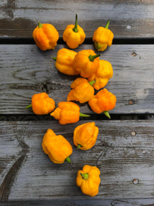 Yellow Trinidad Moruga Scorpion Pepper Seeds – Heirloom, Non-GMO, High Germination Organic Garden Seeds