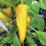 Orangesicle Hybrid Pepper Seeds Bright Orange Crisp Sweet Peppers High Germination Garden Seeds heirloom non-gmo seeds