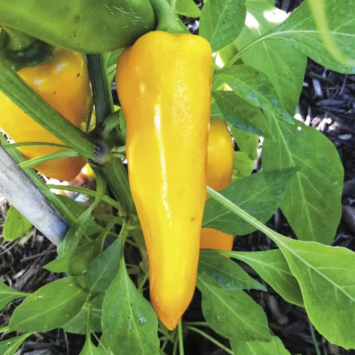 Orangesicle Hybrid Pepper Seeds Bright Orange Crisp Sweet Peppers High Germination Garden Seeds heirloom non-gmo seeds