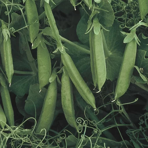Sugar Lace II Pea Seeds High Germination Garden Seeds heirloom non-gmo seeds