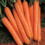 Scarlet Nantes Carrot Seeds Sweet Cylindrical Orange Carrots High Germination Garden Seeds heirloom non-gmo seeds