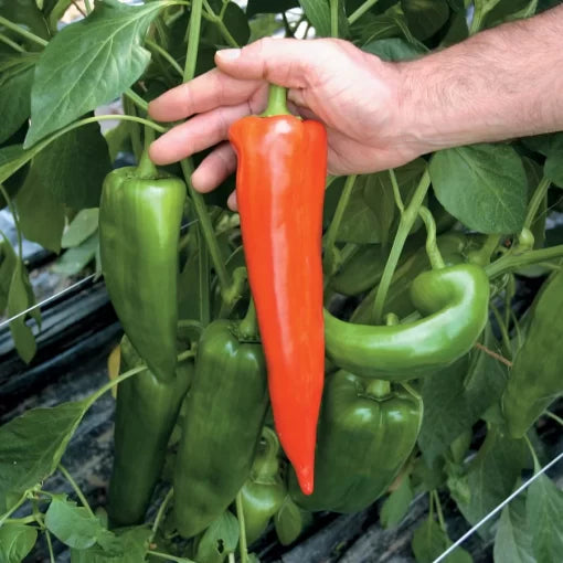 Atris Hybrid Pepper Seeds Long Sweet Italian Red Peppers High Germination Garden Seeds heirloom non-gmo seeds