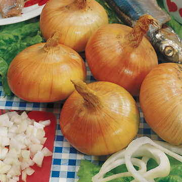 Walla Walla Sweet Onion Seeds Extra-Sweet Mild Bulb Onions High Germination Garden Seeds heirloom non-gmo seeds