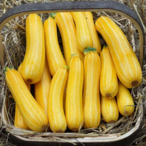 Sunstripe Hybrid Squash Seeds Yellow Summer Squash with White Stripes High Germination Garden Seeds heirloom non-gmo seeds