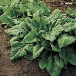 Renegade Spinach Seeds High Germination Garden Seeds heirloom non-gmo seeds