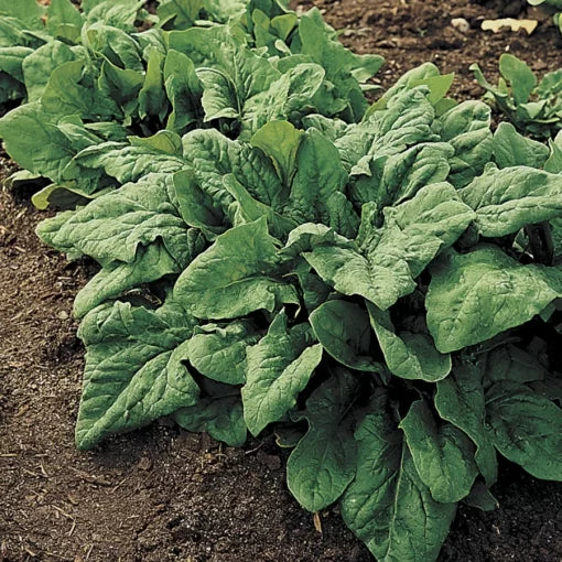 Renegade Spinach Seeds High Germination Garden Seeds heirloom non-gmo seeds