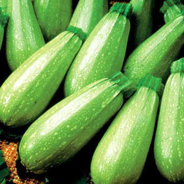 Magda Hybrid Squash Seeds Middle Eastern Light-Green Summer Squash High Germination Garden Seeds heirloom non-gmo seeds