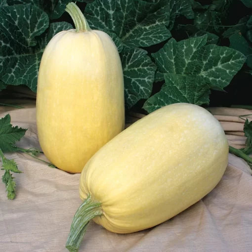Tivoli Hybrid Spaghetti Squash Seeds Compact Early Spaghetti Squash High Germination Garden Seeds heirloom non-gmo seeds