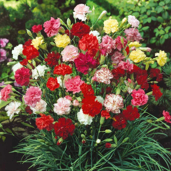 Carnation Seeds - Enfant de Nice Mix