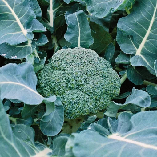 Belstar Hybrid Broccoli Seeds Dense Blue-Green Broccoli Heads High Germination Garden Seeds heirloom non-gmo seeds