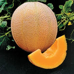 Hale s Best Cantaloupe Seeds High Germination Garden Seeds heirloom non-gmo seeds