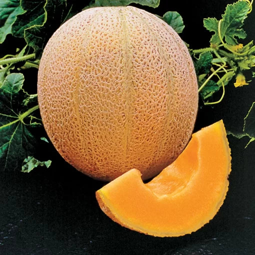 Hale s Best Cantaloupe Seeds High Germination Garden Seeds heirloom non-gmo seeds