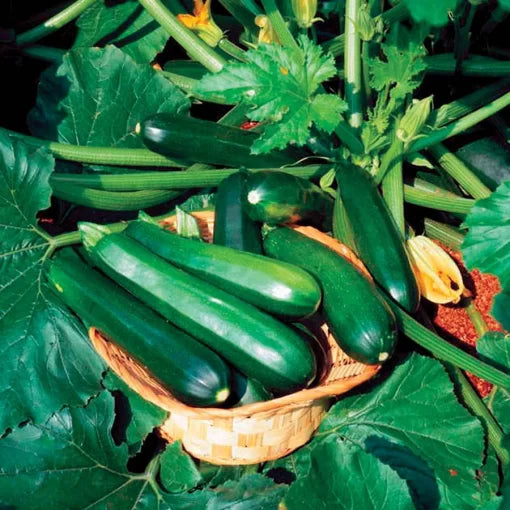 Black Beauty Squash Seeds Dark Glossy High-Yield Zucchini High Germination Garden Seeds heirloom non-gmo seeds