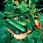 Black Beauty Squash Seeds Dark Glossy High-Yield Zucchini High Germination Garden Seeds heirloom non-gmo seeds