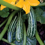 Cocozelle Squash Seeds Classic Italian Striped Zucchini High Germination Garden Seeds heirloom non-gmo seeds