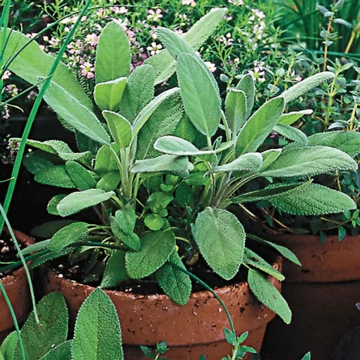 Sage Herb Seeds Kitchen Garden Medicinal Sage High Germination Garden Seeds heirloom non-gmo seeds