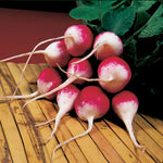 Sparkler Radish Seeds Red-and-White Crisp Radishes High Germination Garden Seeds heirloom non-gmo seeds