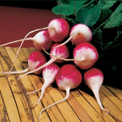 Sparkler Radish Seeds Red-and-White Crisp Radishes High Germination Garden Seeds heirloom non-gmo seeds