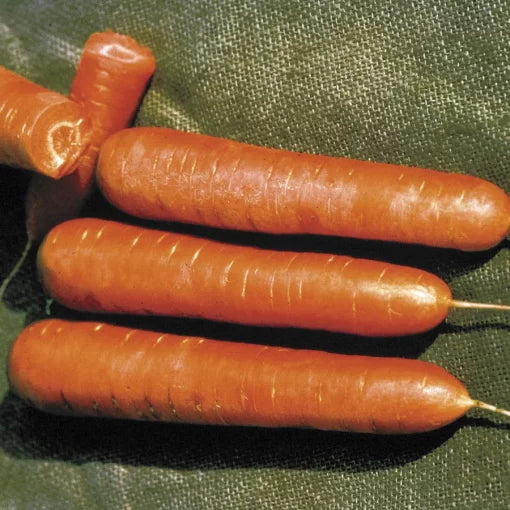 Nantes Carrot Seeds Sweet Smooth Cylindrical Carrots High Germination Garden Seeds heirloom non-gmo seeds