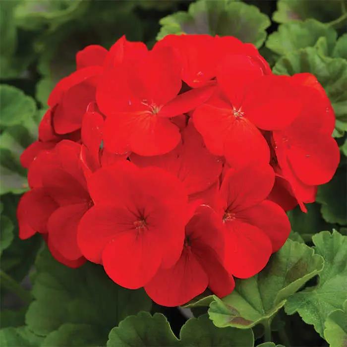 Red Breakaway Geranium Heirloom Non-GMO Seeds for Planting Dhara Seeds