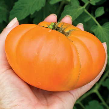Kellogg s Breakfast Tomato Seeds High Germination Garden Seeds heirloom non-gmo seeds
