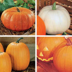 Fall Rainbow Blend Pumpkin Seeds High Germination Garden Seeds heirloom non-gmo seeds