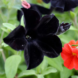 garden bed filled with dramatic black flowering petunias

