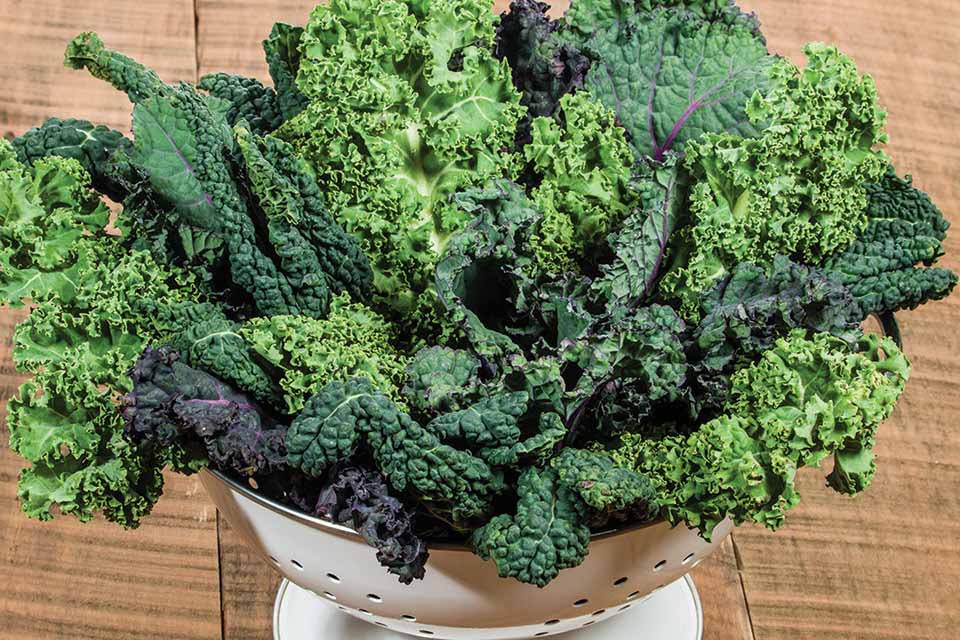 Organic Kale Garden Blend Seeds Heirloom Non-GMO High Germination Organic Garden Seeds
