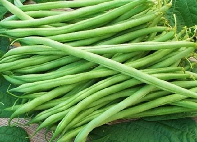 Bean Seeds (Bush) - Landreth Stringless