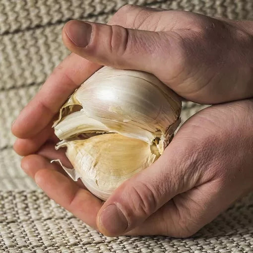 Elephant Garlic Bulb Extra-Large Mild Flavor Garlic Cloves High Germination Garden Seeds heirloom non-gmo seeds