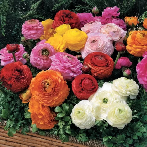Ranunculus Blend Seeds Multi-Color Blooming Ranunculus High Germination Garden Seeds heirloom non-gmo seeds