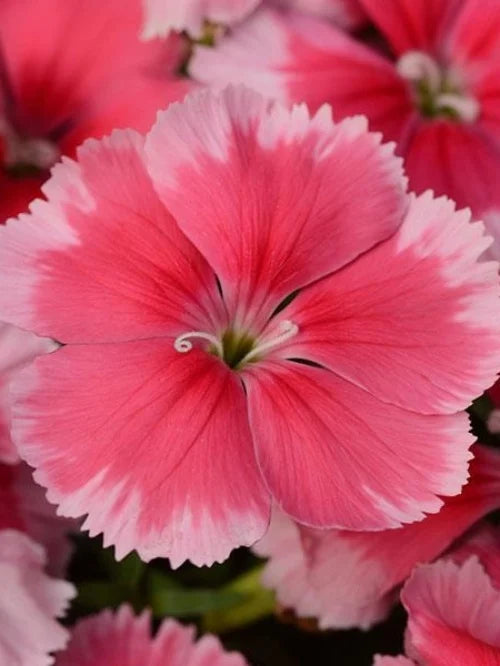 Strawberry Dianthus Seeds