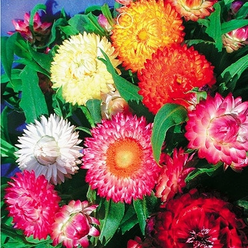 Mix Helianthemum Flower Seeds for Planting, Mixed Colors, 100