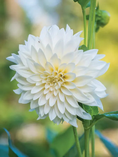 Dahlia Seeds (Dinnerplate) - Cafe au Lait