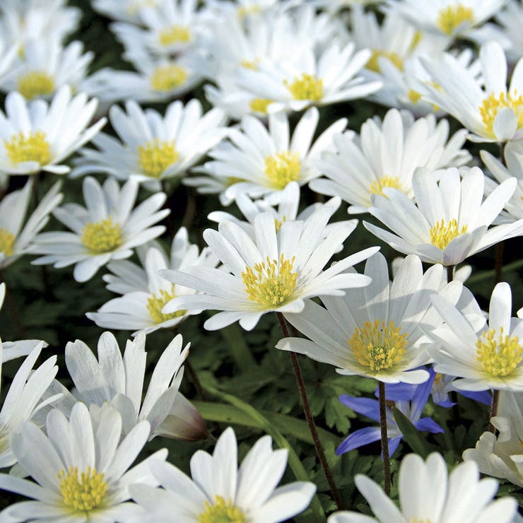 Anemone White Splendor Seeds