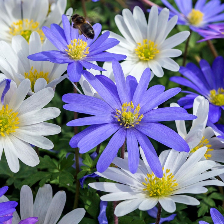 Anemone Blanda Mix Seeds