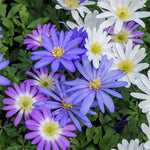 flowers high quality flower seeds for growing vibrant and colorful blooms in home gardens and landscapes organic flowers premium organic flower seeds for sustainable gardening and beautiful blossoms suitable for all climates