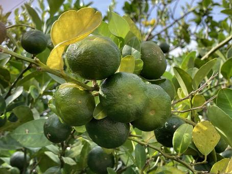 Citrus Shikuwasa Limes Seeds