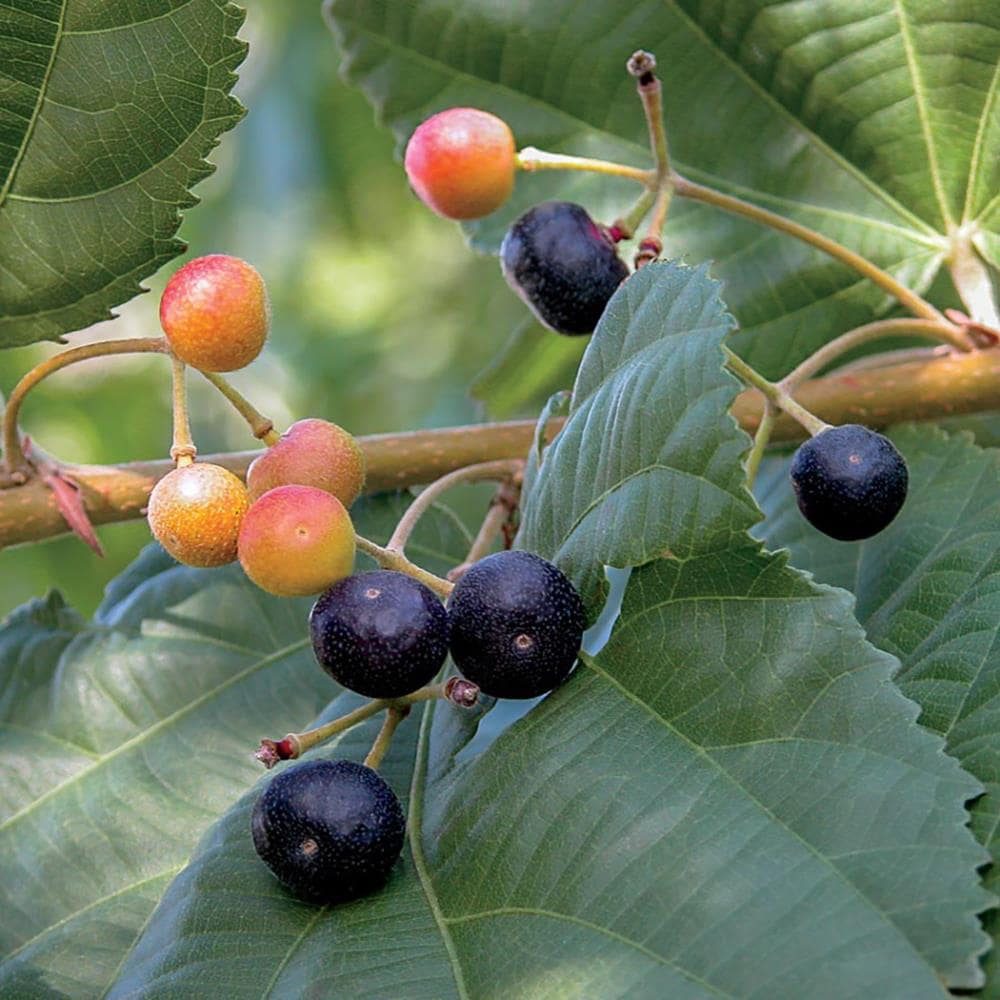 Grewia Asiatica (Phalsa)