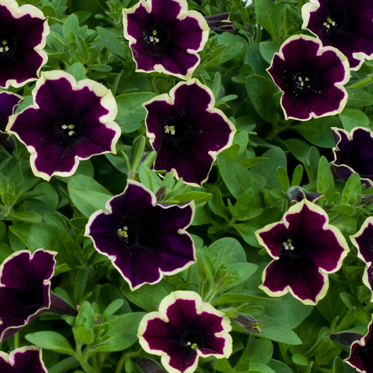 Purple (Purple scientific name) for planting in garden