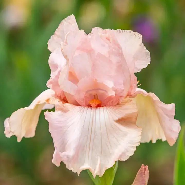 Pink White Germanica Flower Seeds for Planting - NON GMO Seeds Dhara Seeds