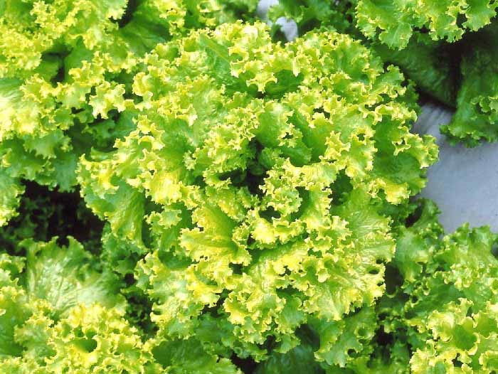 organic-tender-dark-green-swiss-chard-leaves

