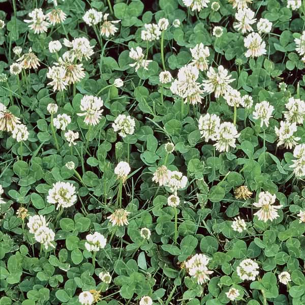 Clover Flower Seeds for Planting – Vibrant Pollinator-Friendly Garden Blooms